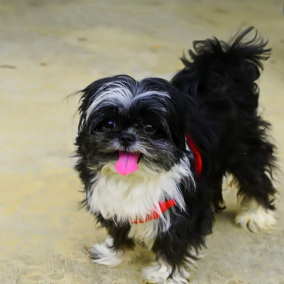 Meet your Posher, Elliyah - Picture 1 of 1